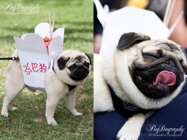 chines pug pugtoberfest pugdography chines pug pugtoberfest pugdography