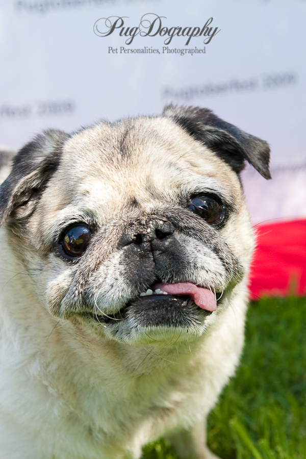 southern california pug rescue pugdography by andrew part 2 southern california pug rescue pugdography by andrew part 2