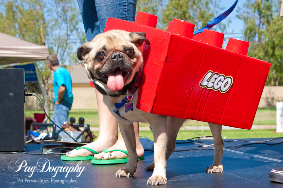 Pug Football