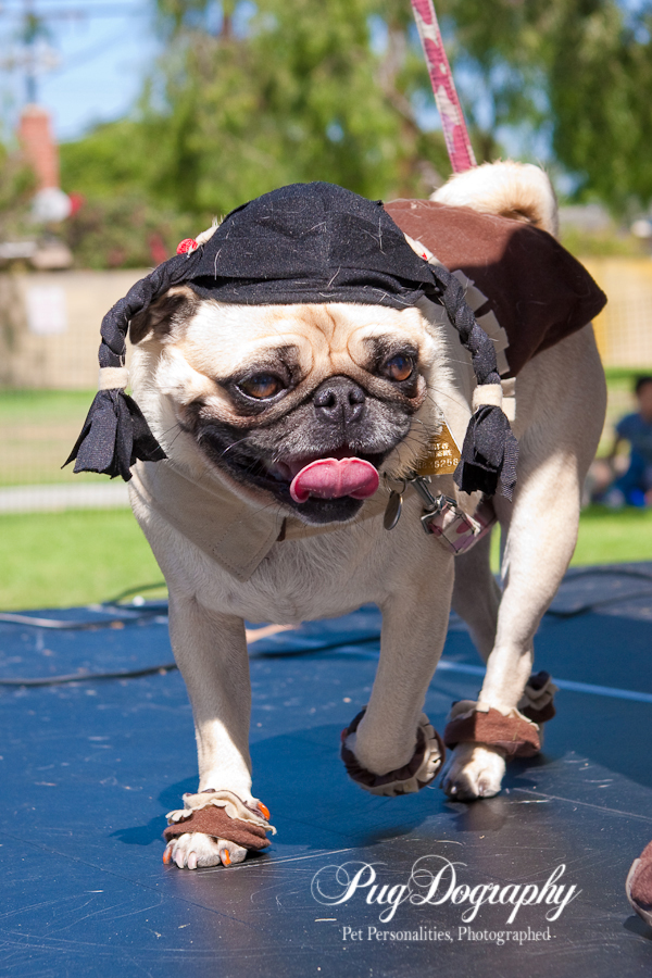 Pug From Pocahontas